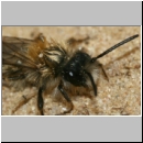 Andrena clarkella - Sandbiene m02b 8mm.jpg